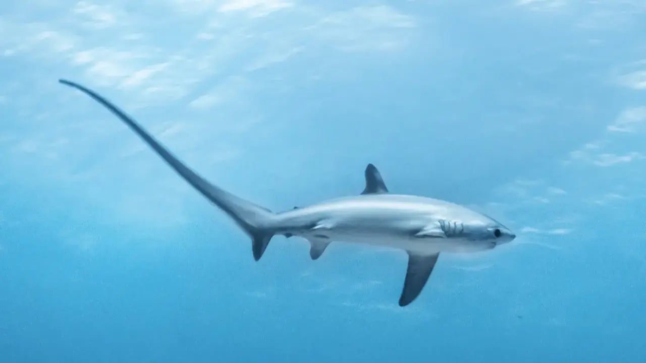 Squalo volpino con la sua lunga coda, un pesce che nuota nelle acque azzurre.