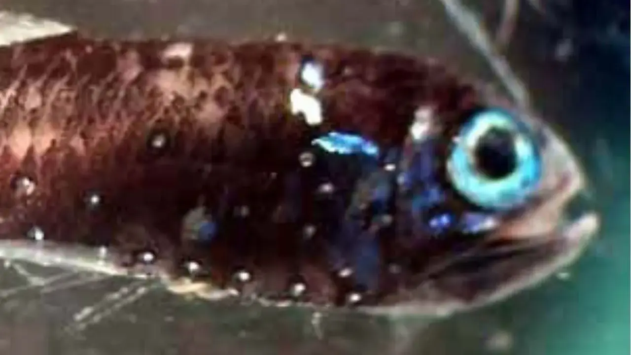 Un piccolo pesce ascia con occhi azzurri luminosi e macchie bianche sul corpo scuro, nuota in acque verdi.