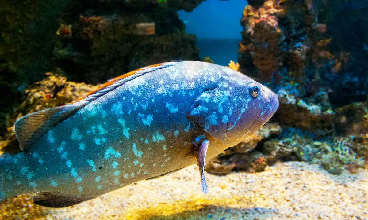 Una cernia pesce maculata nuota su un fondale sabbioso, con rocce coralline sullo sfondo.