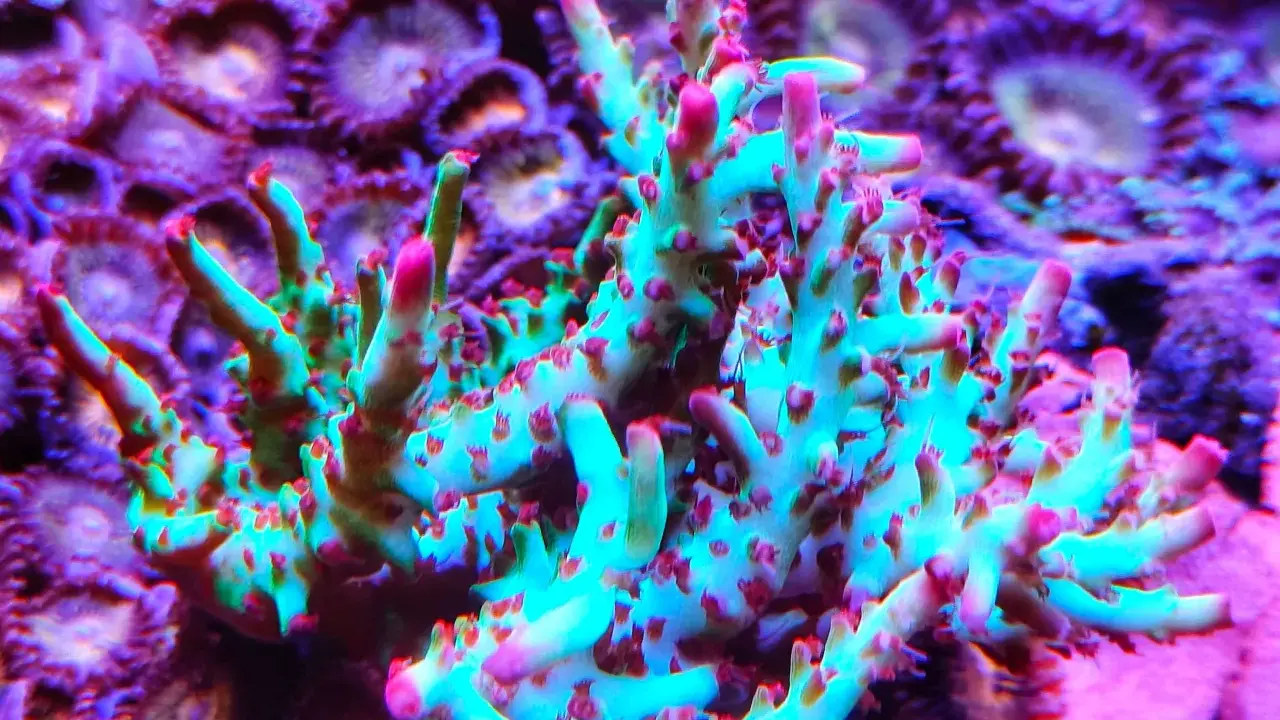 Coralli duri acquario marino, con ramificazioni verdi e punte rosa, su sfondo viola di zoantidi.