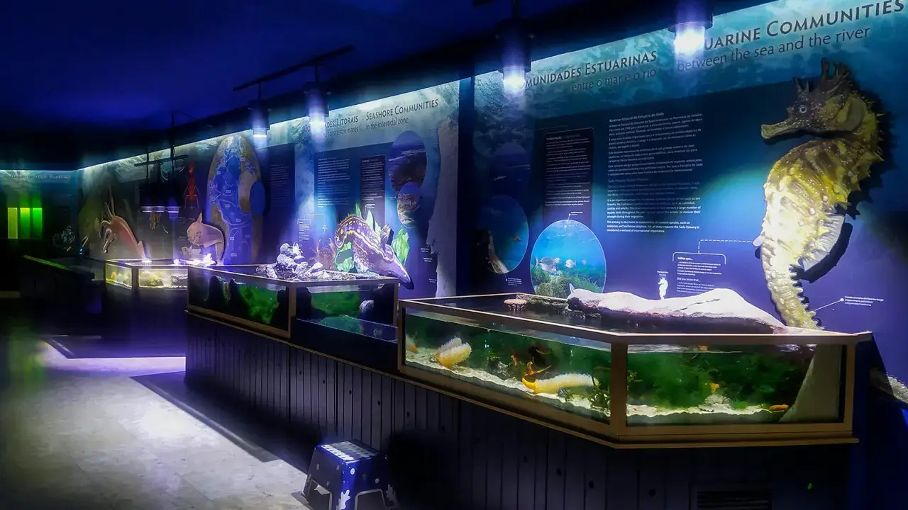 Il museo oceanografico di Lisbona espone un grande cavalluccio marino e acquari con vita marina.