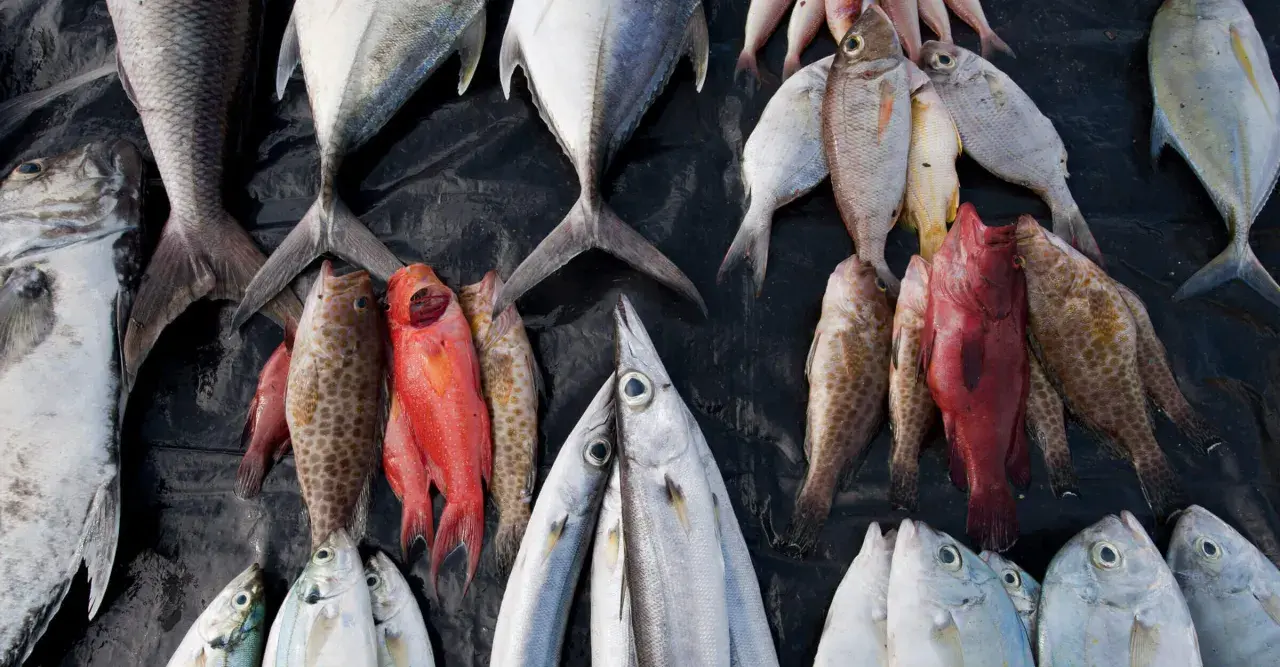 Un'abbondante raccolta di pesci, alcuni rossi, altri argentati, disposti su un telo nero. Un triste promemoria della pesca eccessiva.