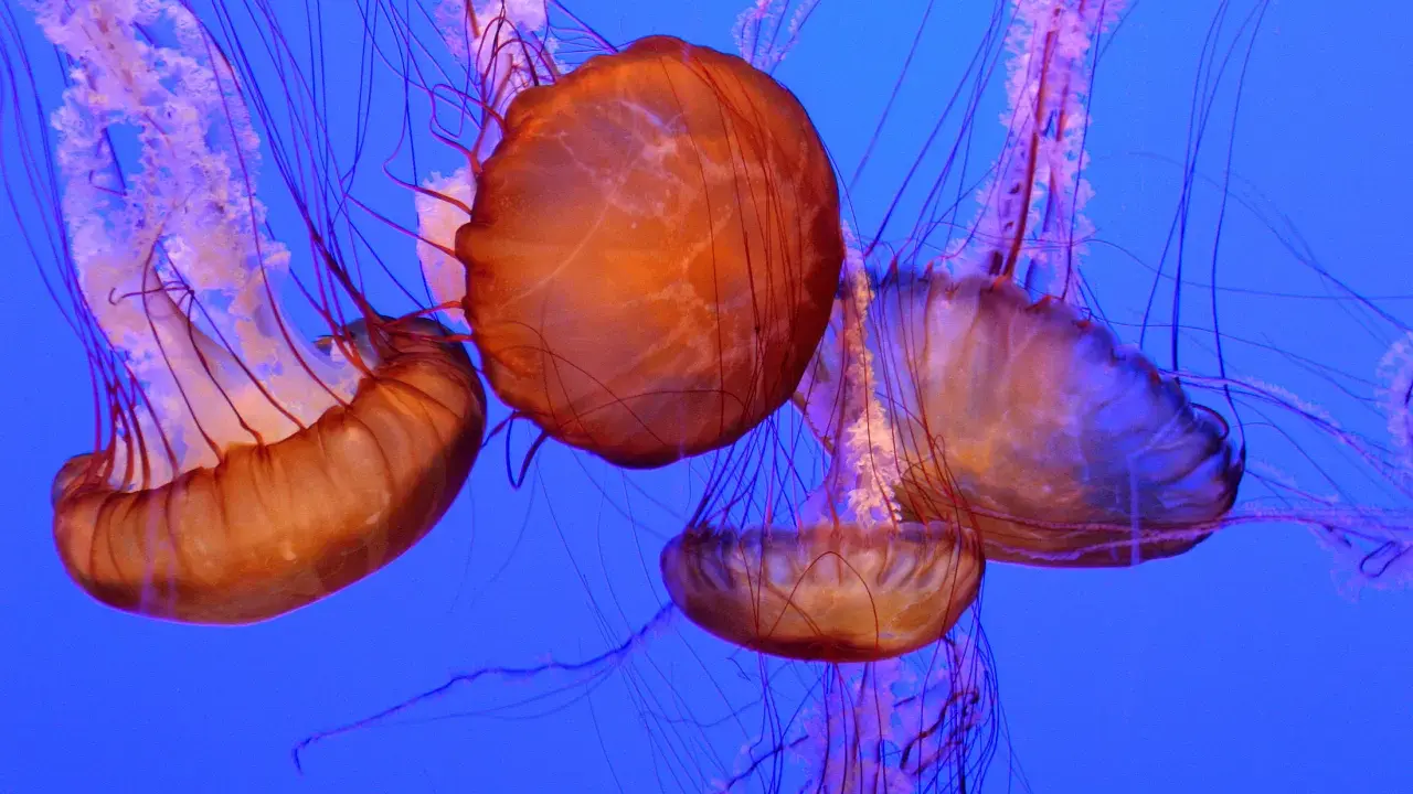 Meduse arancioni con lunghi tentacoli viola danzano nell'acqua blu. Una medusa velenosa, bellissima ma pericolosa.