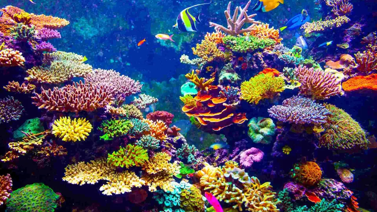 Un vibrante ecosistema sottomarino, con una moltitudine di pesci colorati che nuotano tra i **coralli** dalle forme e sfumature più disparate.