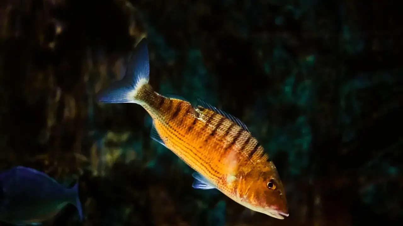 Pesce striato arancione, uno dei tanti essbar fische mittelmeer, nuota in acque scure.
