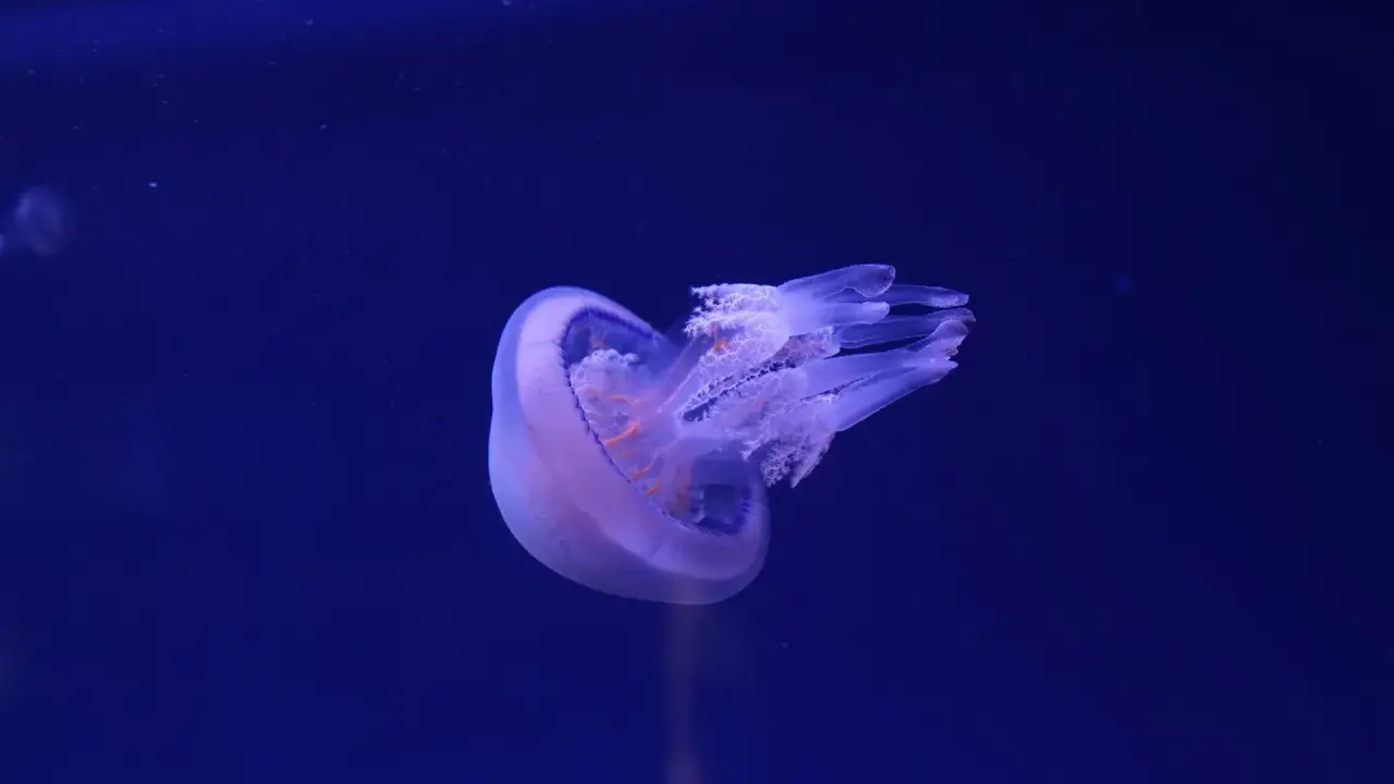 Meduse del Mediterraneo fluttuano nell'oscurità blu, con tentacoli trasparenti e un corpo bioluminescente.