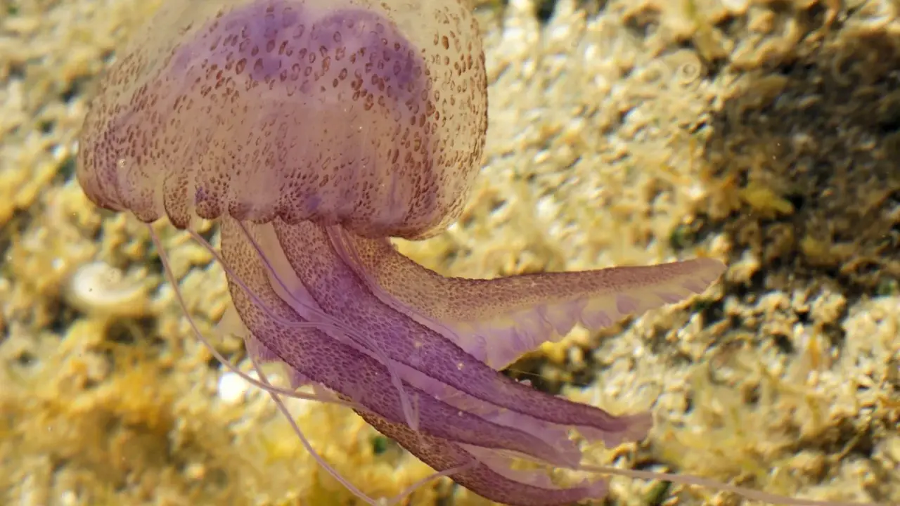Medusa viola con tentacoli fluttuanti, mostrando come si muovono le meduse con un movimento ondulatorio.