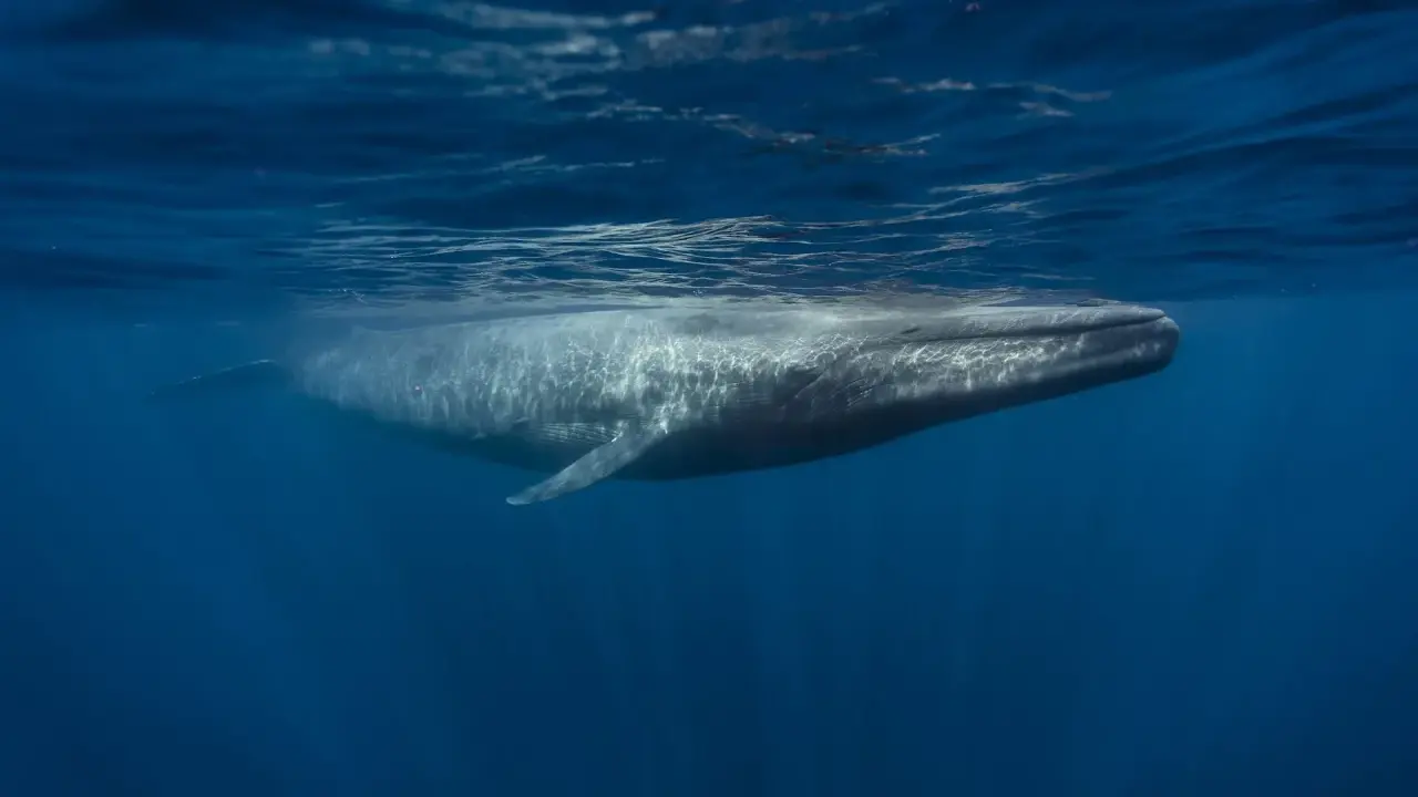 Una balenottera azzurra nuota sotto la superficie dell'oceano. La sua longevità è sorprendente, ma quanto vive una balenottera azzurra?