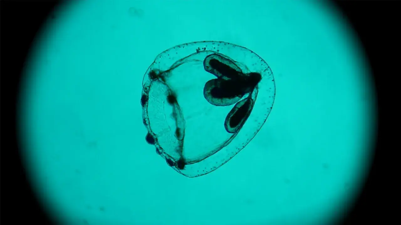 Medusa Turritopsis nutricula, immortale, vista al microscopio. Struttura trasparente con organi scuri interni.
