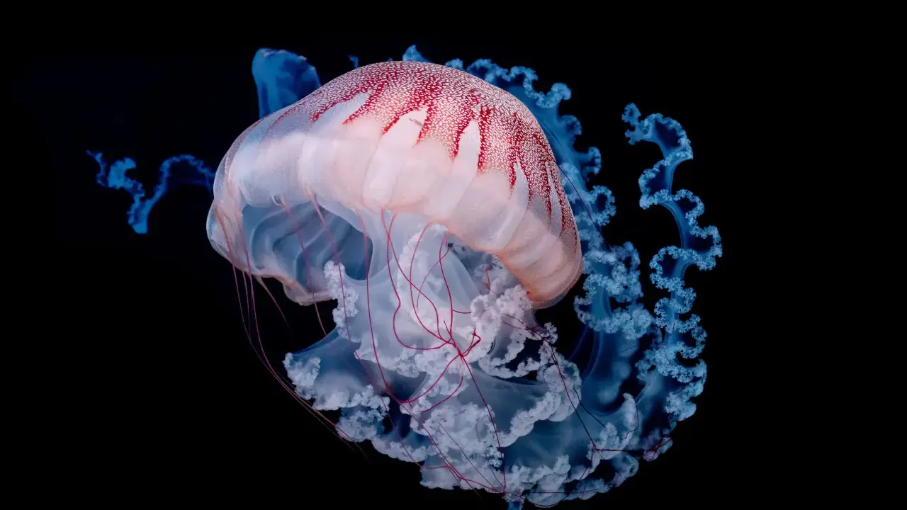 Una medusa rosa e bianca con macchie rosse, circondata da tentacoli blu luminosi. Le meduse si mangiano, ma questa è troppo bella per essere mangiata.