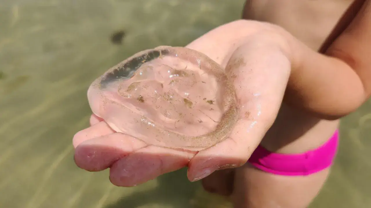 Una mano tiene una medusa trasparente e gelatinosa, quasi senza tentacoli visibili, con piccole particelle di sabbia al suo interno.