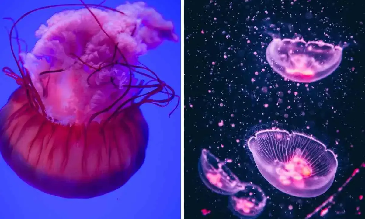 Due diversi tipi di meduse: una grande rosa su sfondo blu e altre più piccole e trasparenti su sfondo scuro.