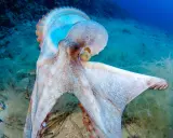Un polpo maestoso, con la sua pelle cangiante, si muove nel suo habitat. La sua vita media è un mistero affascinante del mare.
