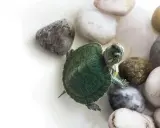 Un piccolo cucciolo di tartaruga d'acqua esplora un letto di ciottoli lisci e colorati.
