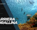 Una barriera corallina vibrante, piena di pesci, minacciata dall'inquinamento.
