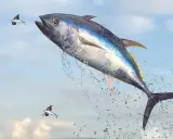 Un tonno pescato in Italia salta fuori dall'acqua, inseguito da pesci volanti.