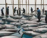 Uomini in piedi nell'acqua gestiscono un grande allevamento di tonni.
