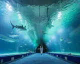 Tunnel sottomarino nell'Oceanogràfic di Valencia, con squali e altri animali marini che nuotano sopra una donna.