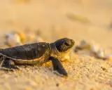 Piccola tartaruga sulla sabbia, con le sue zampe e il guscio che mostrano le parti della tartaruga in un viaggio verso il mare.