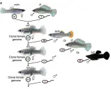 Schema illustra il pesce che si riproduce senza fecondazione, creando cloni femminili con genoma identico.