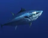 Un maestoso tonnetto rosso nuota nelle profondità blu dell'oceano, la sua pelle metallica riflette la luce.
