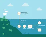 L'anidride carbonica assorbita dall'oceano causa l'acidificazione degli oceani, con conseguente diminuzione del pH e impatto sulla biodiversità marina.