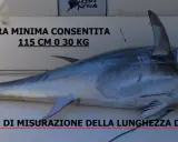 Tonno di notevole grandezza, con indicazioni sulla misura minima consentita (115 cm o 30 kg) e sui punti di misurazione della lunghezza.