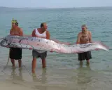 Tre uomini sorridono mentre tengono un pesce remo, un pesce che potrebbe far pensare a qual è il pesce più grande del mondo.