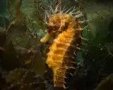 Un cavalluccio marino specie, con la sua corona di spine, si mimetizza tra le alghe scure.