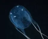 Medusa carybdea trasparente con puntini bianchi, fluttua nell'oscurità.