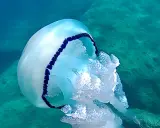 Medusa bianca e blu fluttua in un mare pulito, tra rocce verdi.