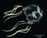 Una cubomedusa trasparente con tentacoli segmentati fluttua nell'oscurità. Dove si trova?
