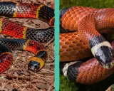 Serpenti corallo: come capire se il corallo è vero? Due serpenti colorati, uno su terra, l'altro su muschio, mostrano le loro squame vivaci.
