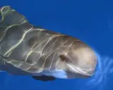 Un primo piano di una balena pilota che nuota in acque blu, con riflessi di luce sulla sua pelle liscia.