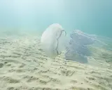 Una medusa bianca e blu fluttua sopra un fondale sabbioso. Le sue lunghe e delicate braccia si estendono nell'acqua limpida, creando un'immagine eterea di meduse quando ci sono.