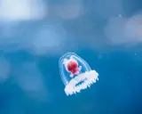 Una medusa immortale, che vive per sempre, nuota in un blu profondo.