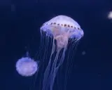 Due meduse trasparenti, simili a campane, fluttuano nell'oscurità. Una è più grande e dettagliata, con tentacoli lunghi e sottili che si estendono verso il basso. L'altra, più piccola, è sfocata sullo sfondo. Queste creature marine, che ricordano le me...