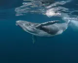 Balena megattera nuota vicino alla superficie. Quanti tipi di balene esistono? Molti, ma questa è una delle più maestose.
