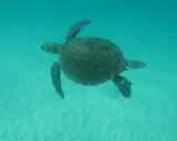 Tartaruga marina nuota in acque cristalline, forse alla ricerca della sua famiglia.