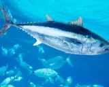 Un maestoso blauflossen thunfisch nuota tra banchi di pesci più piccoli in acque blu cristalline.