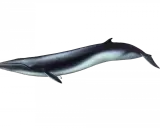 Una balena comune scivola nell'oscurità, con il suo corpo slanciato che riflette la luce.