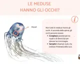 Una medusa trasparente con tentacoli lunghi. Un cerchio rosso evidenzia i ropali, dove le meduse hanno gli occhi per percepire luce e immagini.