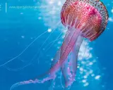 Una medusa animale, la Pelagia noctiluca, fluttua in acque blu con tentacoli lunghi e luminosi.