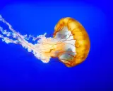 Medusa arancione con lunghi tentacoli fluttuanti su sfondo blu. Attenzione, la Pelagia noctiluca è pericolosa.