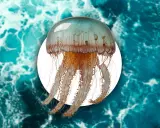 Una medusa trasparente con lunghi tentacoli fluttua nell'acqua turchese. Un promemoria di quando ci sono le meduse in mare.
