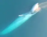 Balenottera azzurra emette un soffio d'acqua, mostrando la sua immensa mole. Non ha denti, ma fanoni per filtrare il cibo.