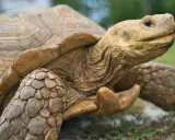 Close-up of a tortoise's head and shell, showing its textured skin and patterned carapace.