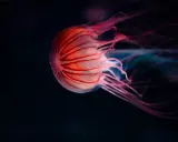 Medusa striata rosa fluttua nell'oscurità. La sua vita è un mistero, ma la sua bellezza è innegabile.
