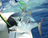 Un tonno record con un'esca in bocca, pronto per essere issato a bordo. La sua bocca spalancata mostra la potenza di questo pesce.