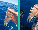 Mano che tiene un organismo gelatinoso trasparente, simile ad animali come le meduse, in mare. A sinistra, gabbiani galleggiano sull'acqua.